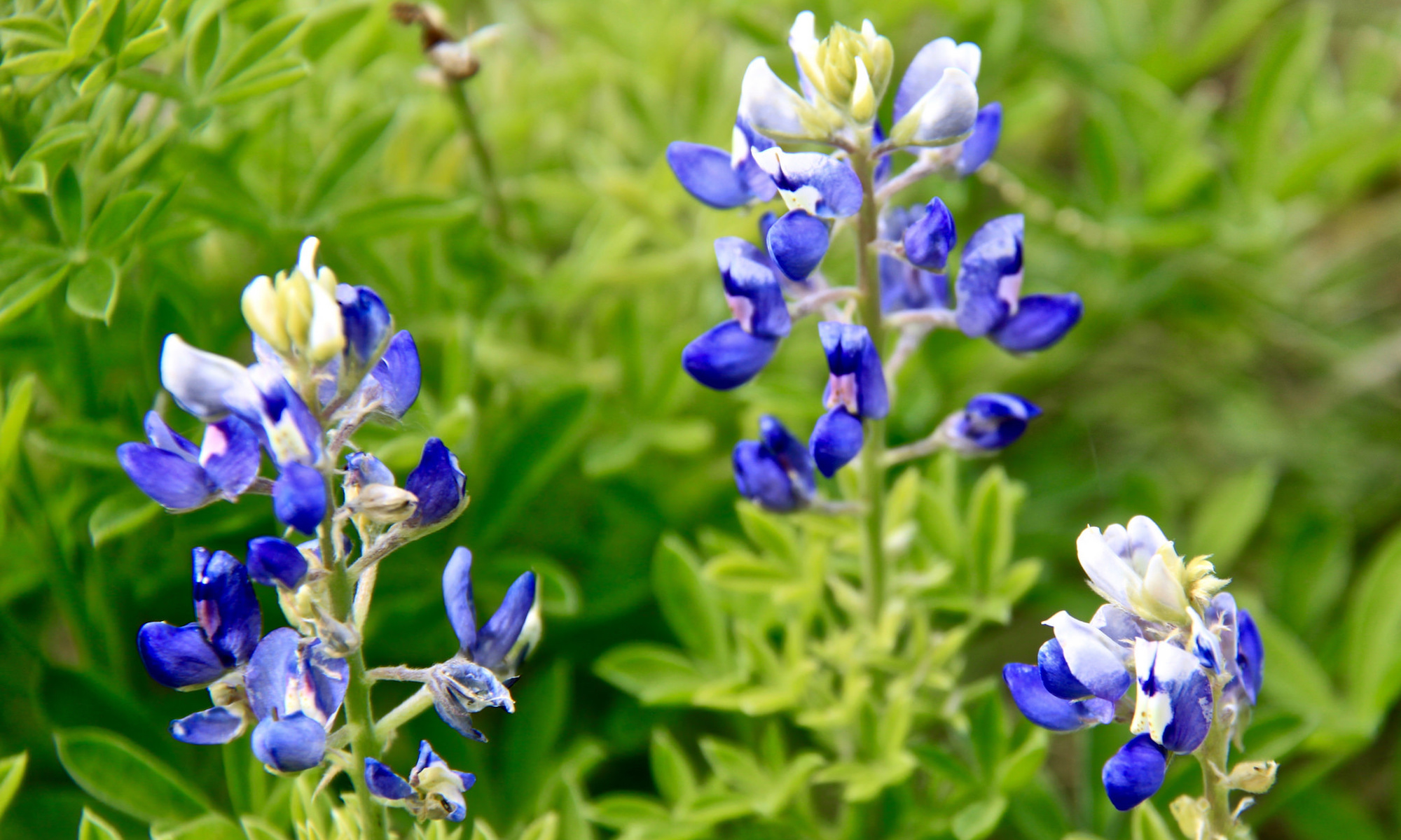 A photo of bluebonnets in a Texas field