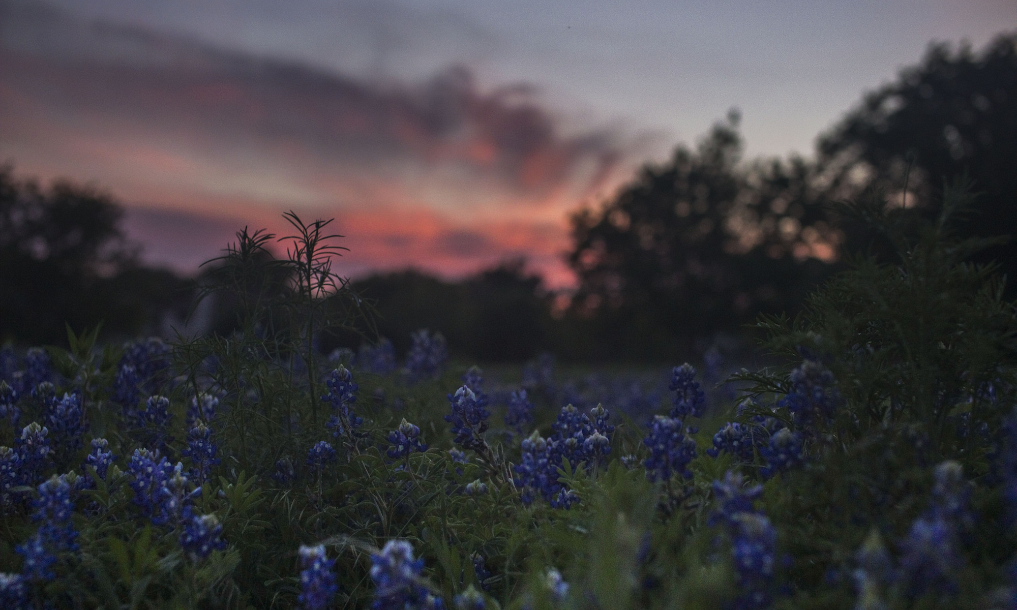 Picture of Texas bluebonnets at sunset.